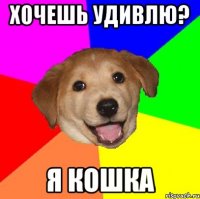 ХОЧЕШЬ УДИВЛЮ? Я КОШКА