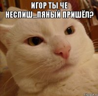 Игор ты че неспиш...пяный пришёл? 