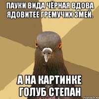 Пауки вида чёрная вдова ядовитее гремучих змей. а на картинке голуб степан