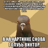 Десять самых смертоносных насекомых, по убыванию: комар, блоха, пчела, муха цеце, огненный муравей, саранча, оса, африканский муравей, азиатский шершень, поцелуйный клоп. А на картинке снова голубь Виктор