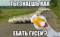 ты знаешь как ебать гусей ?