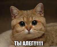  ТЫ АЛЕГ!!111