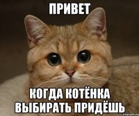 привет когда котёнка выбирать придёшь