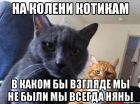 На колени котикам В каком бы взгляде мы не были мы всегда няны