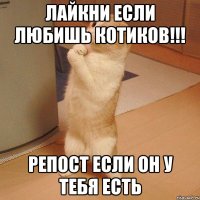 Лайкни если любишь котиков!!! Репост если он у тебя есть