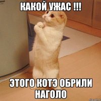 какой ужас !!! этого котэ обрили наголо