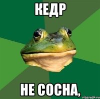 Кедр Не сосна,