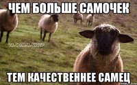 чем больше самочек тем качественнее самец