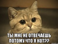  ты мне не отвечаешь потому что я кот??