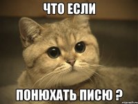 что если понюхать писю ?