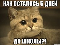 как осталось 5 дней до школы?!