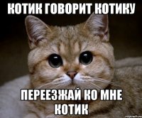 Котик говорит котику Переезжай ко мне котик