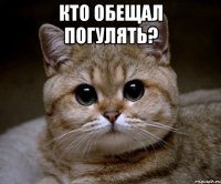 Кто обещал погулять? 