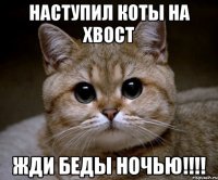 Наступил коты на хвост Жди беды ночью!!!!