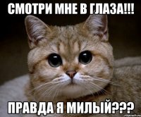 смотри мне в глаза!!! Правда я милый???