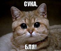 Сука, бля!