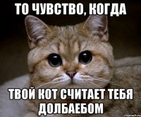 То чувство, когда Твой кот считает тебя долбаебом