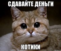 Сдавайте деньги котики