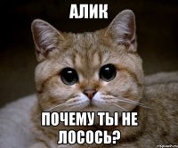 АЛИК ПОЧЕМУ ТЫ НЕ ЛОСОСЬ?