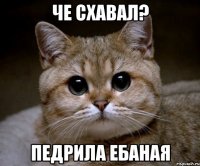 Че схавал? Педрила Ебаная