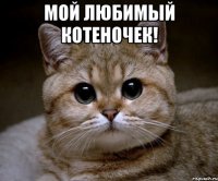 мой любимый котеночек! 