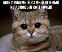 мой любимый, самый нежный и ласковый котеночек! 