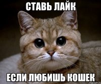 ставь лайк если любишь кошек