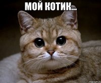 Мой котик... 