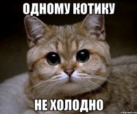 Одному котику Не холодно