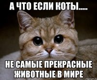 а что если коты..... не самые прекрасные животные в мире