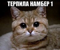 Терпила намбер 1 