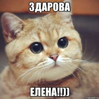 Здарова Елена!!))