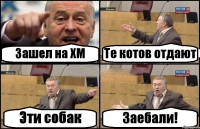 Зашел на ХМ Те котов отдают Эти собак Заебали!