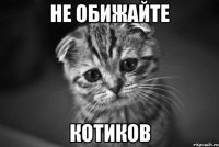 Не обижайте Котиков