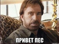  Привет пес