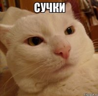 сучки 