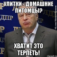 Улитки - домашние питомцы? хватит это терпеть!