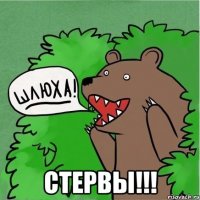  СТЕРВЫ!!!