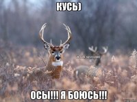 Кусь) Осы!!! Я боюсь!!!