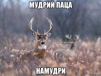 мудрий паца намудри