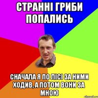 странні гриби попались сначала я по лісі за ними ходив, а потом вони за мною