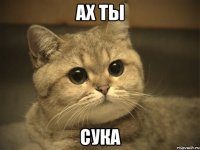 ах ты сука