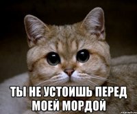  Ты не устоишь перед моей мордой