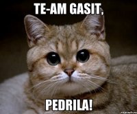 te-am gasit, pedrila!