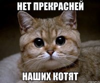 нет прекрасней наших котят