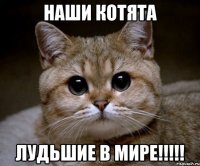 наши котята лудьшие в мире!!!!!