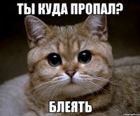 Ты куда пропал? блеять