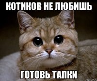 котиков не любишь готовь тапки