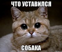 Что уставился Собака