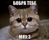 Бобра тебе Мяу:3